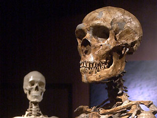 neanderthal (sağda) ve modern insan (solda) kafatasları 