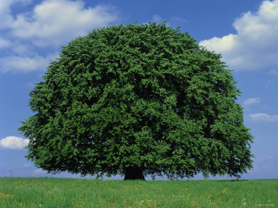 900 yaşında kayın ağacı-avrupa