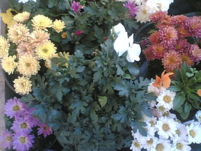 renk renk balkon çiçeklerimiz