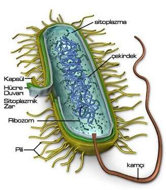 Bakteri