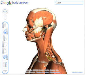 Google body browser