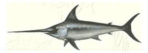 kılıç balığı (Xiphias gladius)