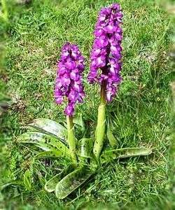 Yabani Orkide (salep)
