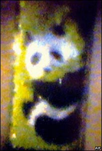 insanın saç teline çizilmiş panda resmi