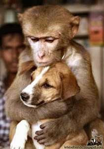 maymun ve köpek
