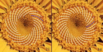 bu ay çiçeği 21 saat yönünde 34 saat yönünün tersinde spirale sahip