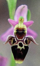 Ophrys bremiferra, toplanıyor ve tehlike altında türlerimizden sadece birisi