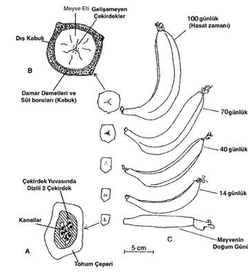 anotomi banana