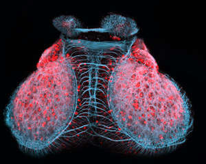 Mikroskobik Fotoğraflar