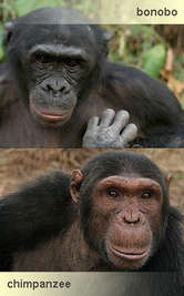 yürekli bonobo, saldırgan şempanze