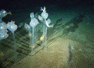 tunicates (deniz anası)