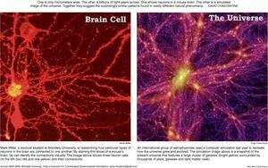 beyin hücreleri ve evren