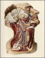 Anatomia sayfasındaki bir çizim