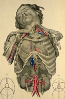 Anatomia sayfasındaki başka çizim
