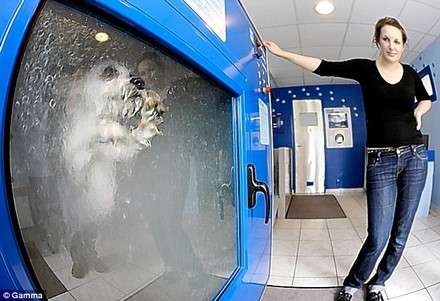 otomatik köpek yıkama makinesi