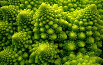 fractal in nature