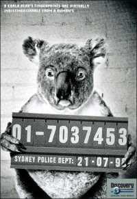Bir koalo'nın parmak izleri, insanınkinden ayırt edilemez.