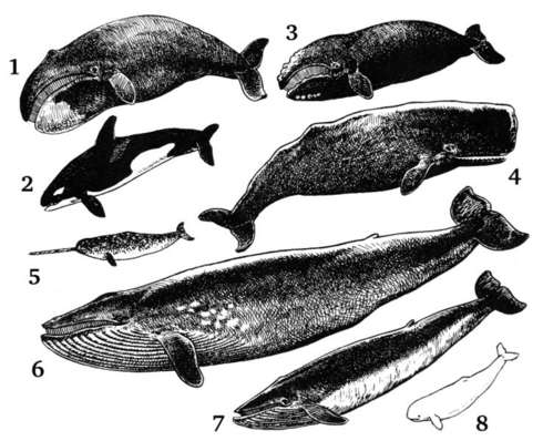 Balina çeşitleri: 1. Grönland balinası, 2. katil balina, 3. Kuzey Atlantik balinası 4. kaşalot, 5. denizgergedanı, 6. mavi balina, 7. çatalkuyruklu balina 8. beyaz balina