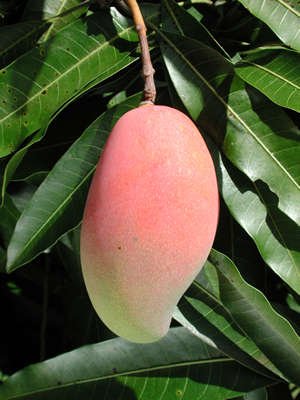 dalda mangooo