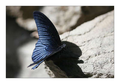 Belki ruhunda semah ederken benden düşen senler Özgür kalır kelebek O zaman sahiden bana gelirsin! Kalpte kelebek etkisi Yürek mavi! 