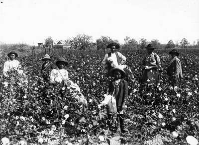 Siyah pamuk işçileri