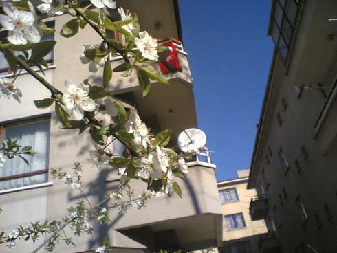 14 Nisan 2007  kiraz ağacı mıdır bilinmez... çiçeği çok güzel...