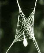 modifiye örümcek ağı