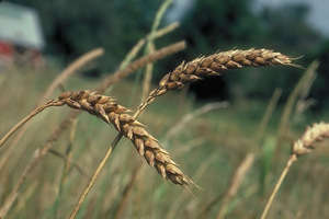 buğday - tahıl ürünü