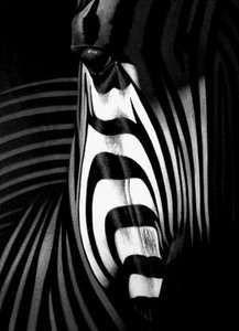 Sorguluyor Zebra: Irk Ayrımcılığı renklerimde mi gizli?